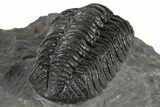 1.7" Morocops Trilobite Fossil - Ofaten, Morocco - #197143-5